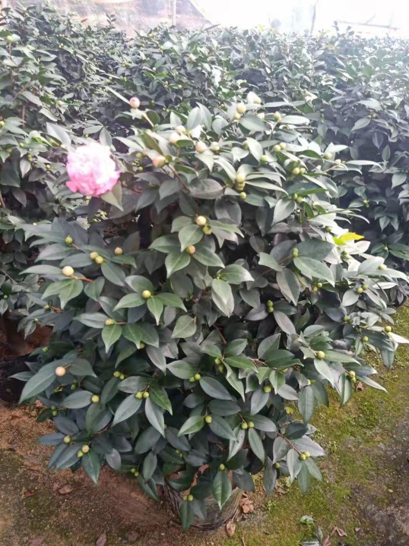 香茶花360杯浓香茶花树苗福建基地直销