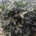 香茶花360杯浓香茶花树苗福建基地直销
