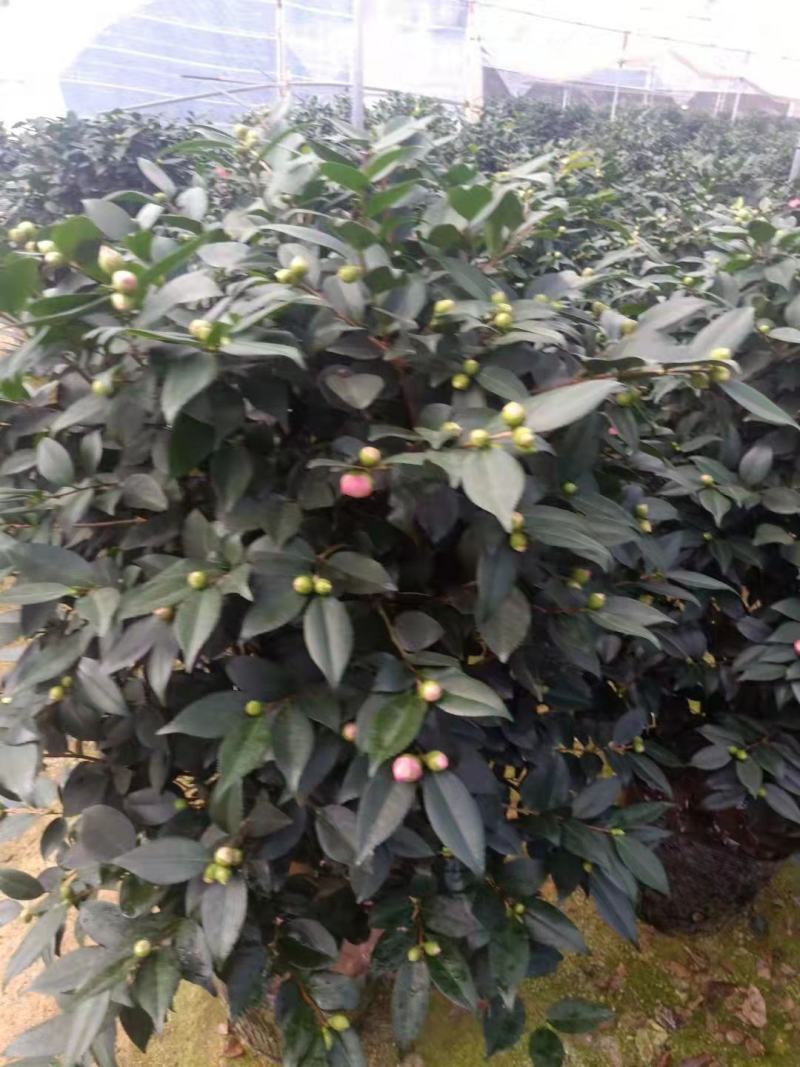 香茶花360杯浓香茶花树苗福建基地直销