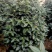 香茶花360杯浓香茶花树苗福建基地直销