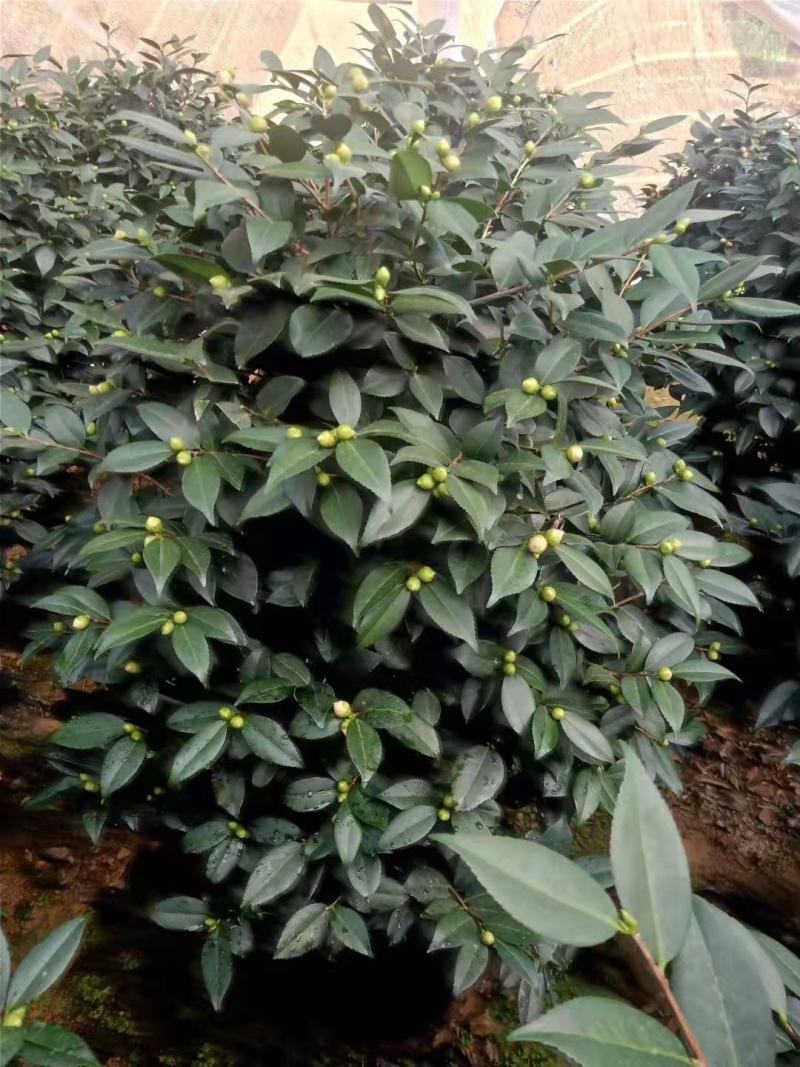 香茶花360杯浓香茶花树苗福建基地直销