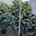 香茶花360杯浓香茶花树苗福建基地直销