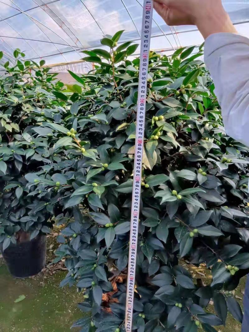香茶花360杯浓香茶花树苗福建基地直销