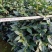 香茶花360杯浓香茶花树苗福建基地直销