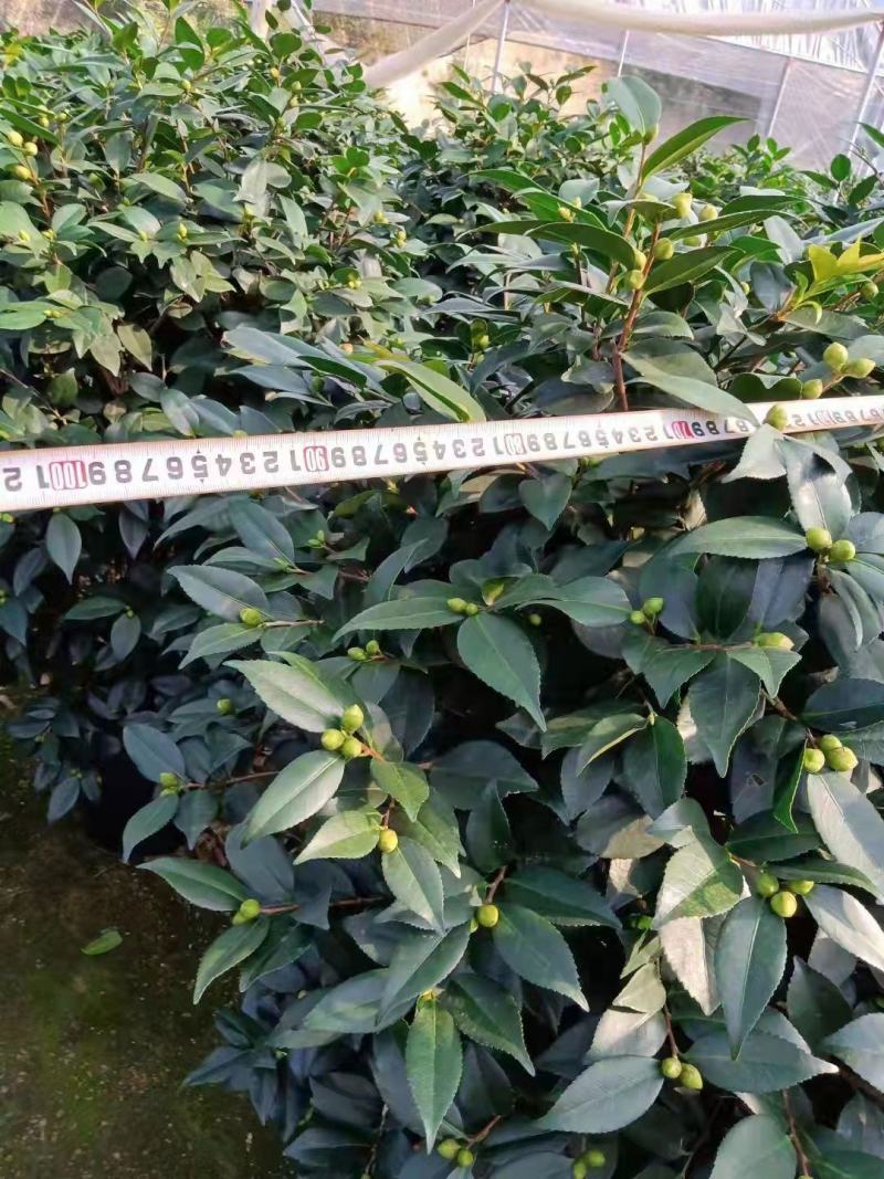 香茶花360杯浓香茶花树苗福建基地直销