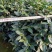 香茶花360杯浓香茶花树苗福建基地直销