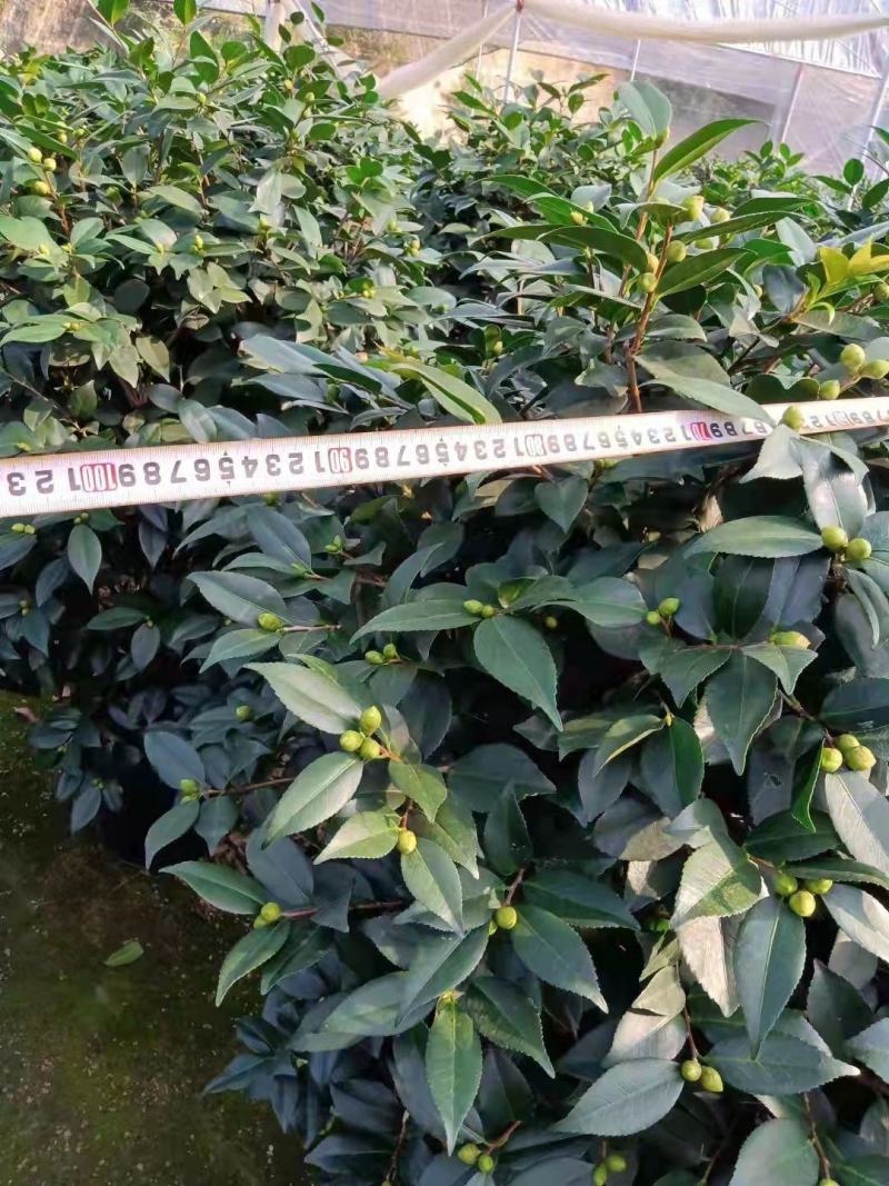 香茶花360杯浓香茶花树苗福建基地直销