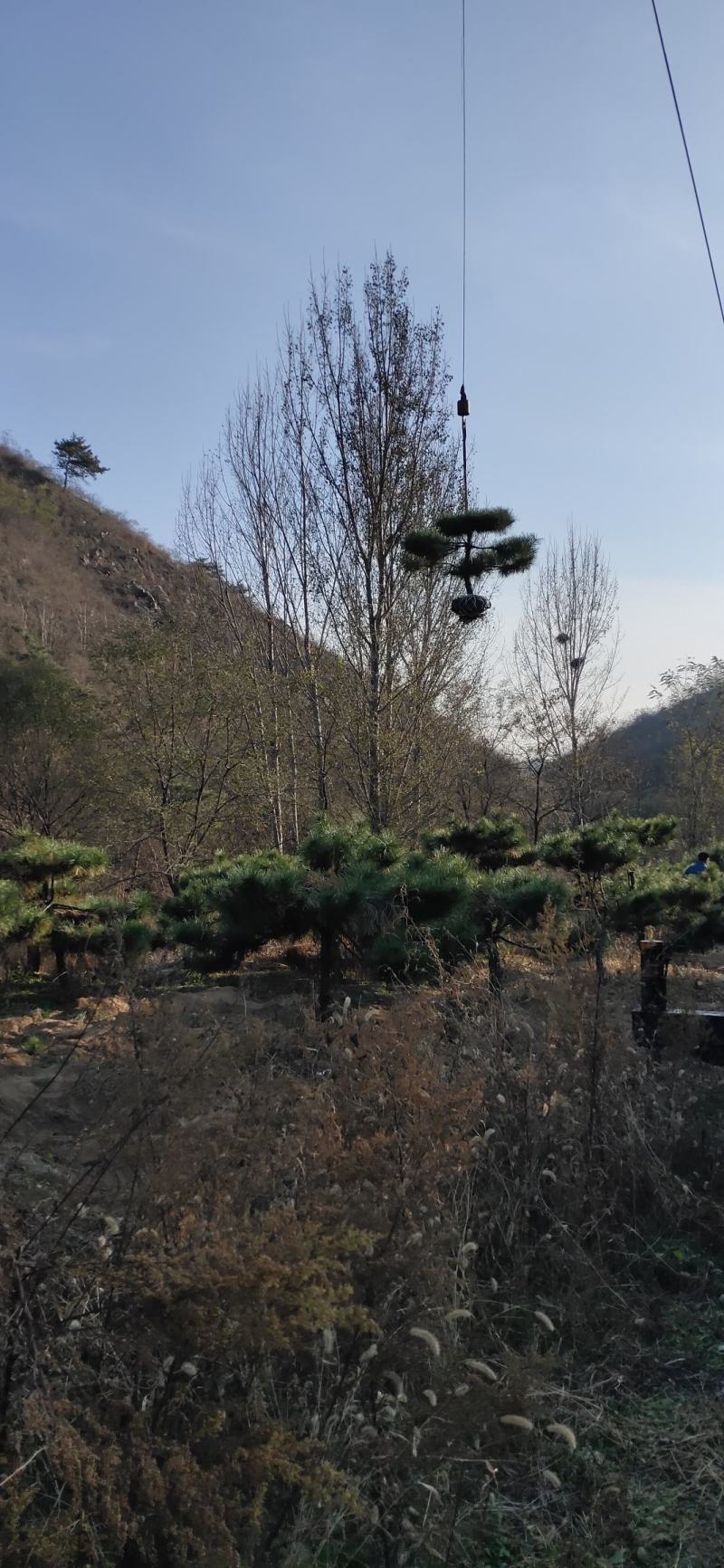 小型造型黑松，造型油松，造型盆景松，景观松，小迎客松