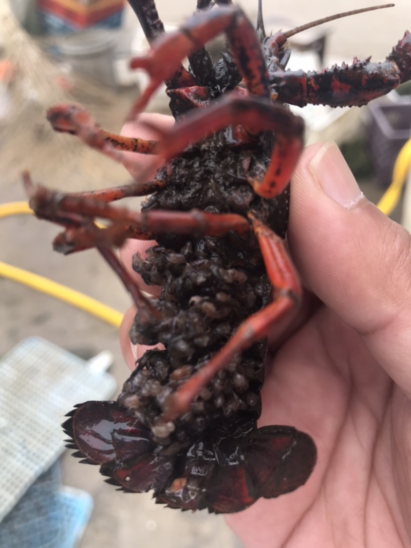 优质小龙虾虾苗全程技术指导