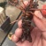 优质小龙虾虾苗全程技术指导