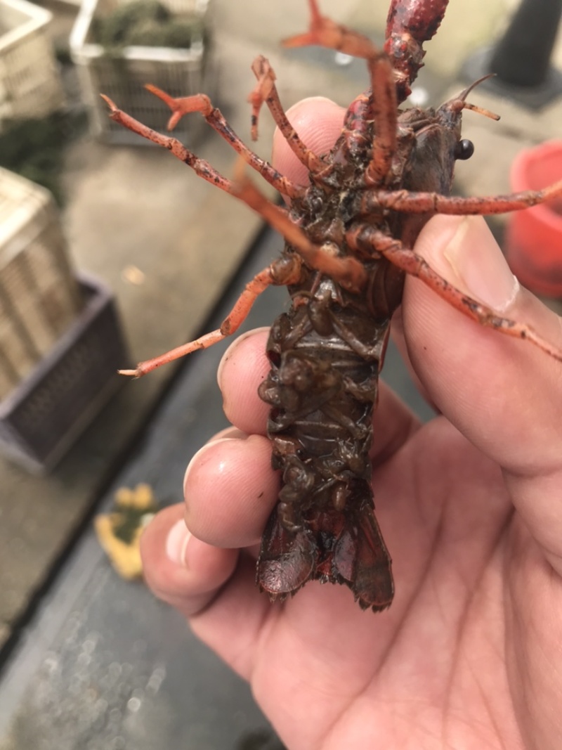 优质小龙虾虾苗全程技术指导