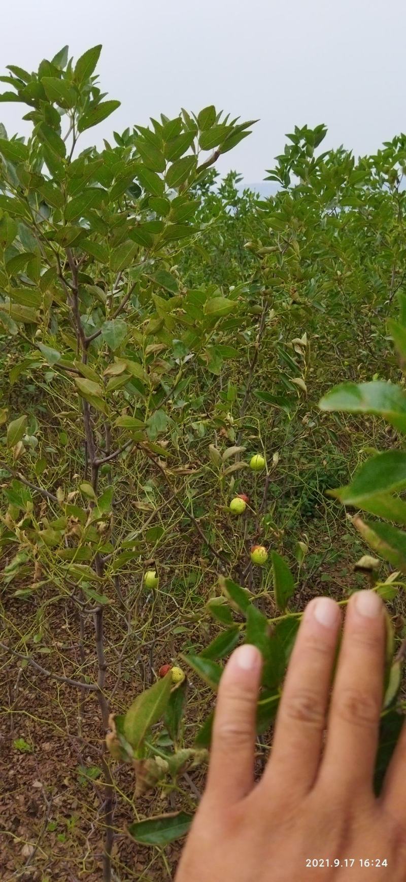 冰糖枣，二代冰糖枣，早熟枣树苗，包品种纯度