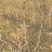 冬枣树苗，沾化冬枣树苗价格合理山西运城
