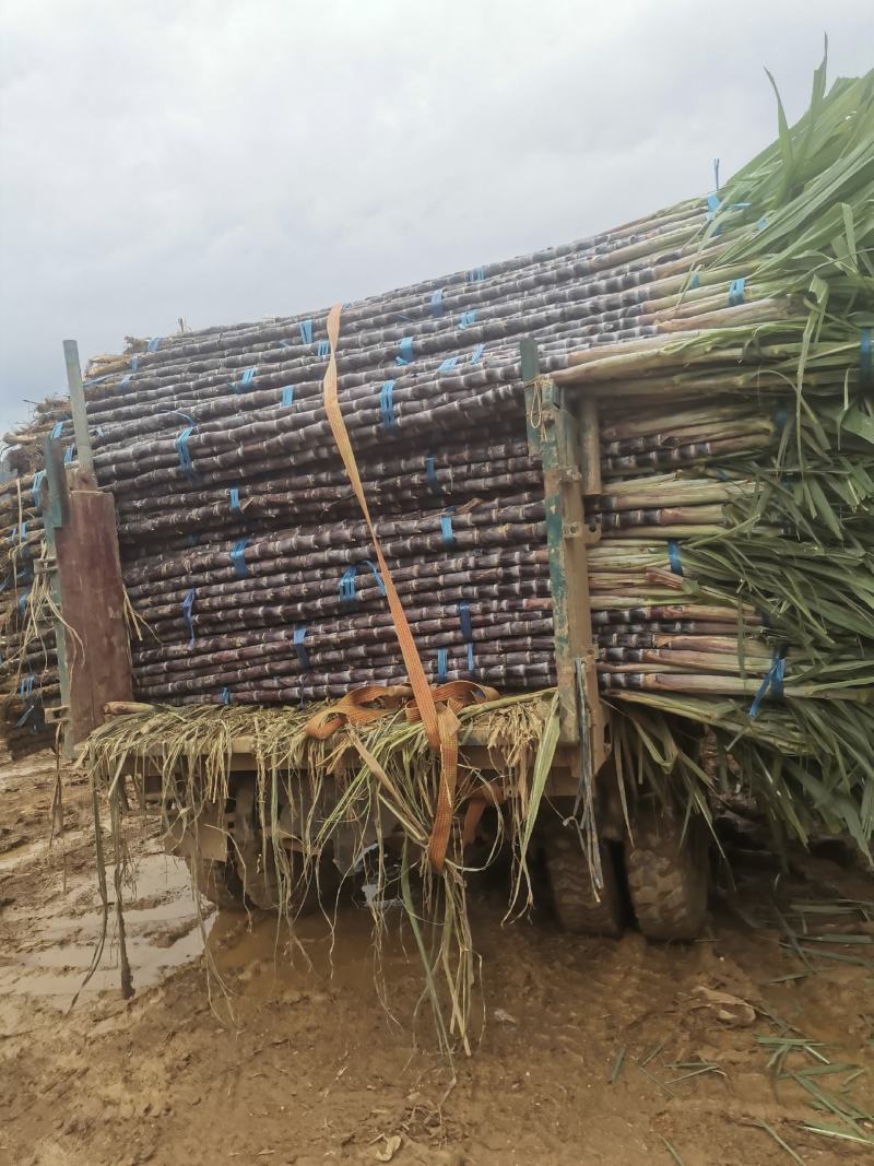 甘蔗，基地直供，无代办费，有需要的朋友联系我。