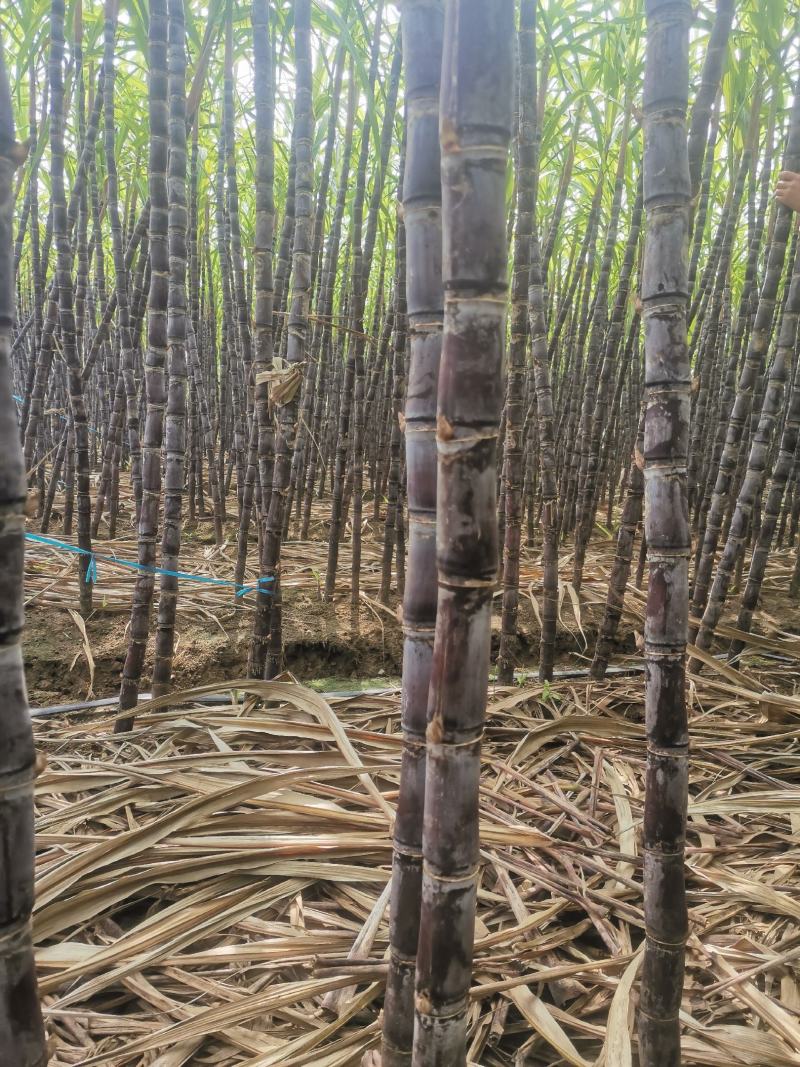 甘蔗，基地直供，无代办费，有需要的朋友联系我。