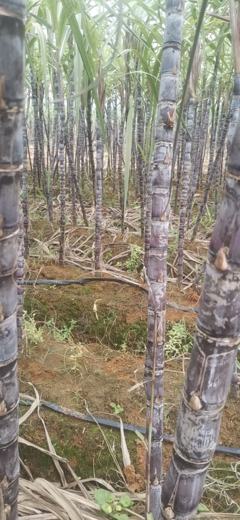 甘蔗，基地直供，无代办费，有需要的朋友联系我。