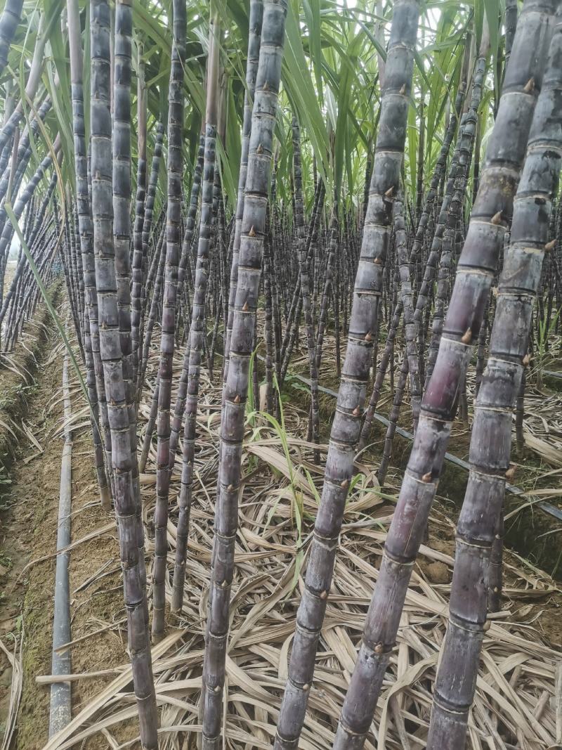 甘蔗，基地直供，无代办费，有需要的朋友联系我。