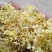 新鲜金桂.银桂.无硫桂花.自然晒干，视频看货。