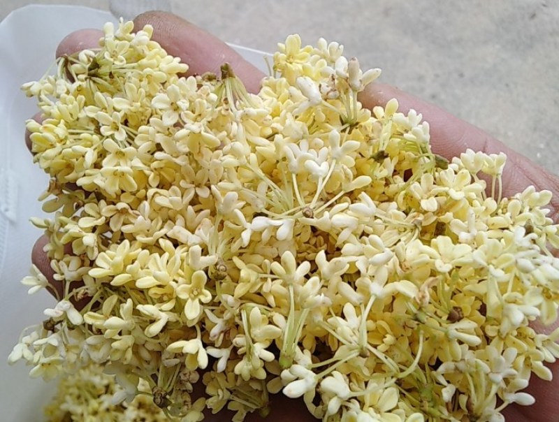 新鲜金桂.银桂.无硫桂花.自然晒干，视频看货。