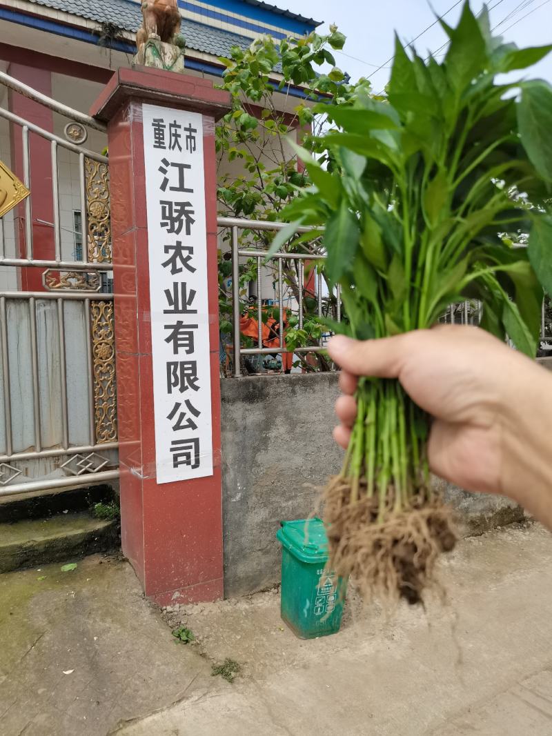 辣椒苗