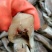 无头鱼狭鳕鱼鳕鱼明太鱼大量现货品质保证欢迎咨询
