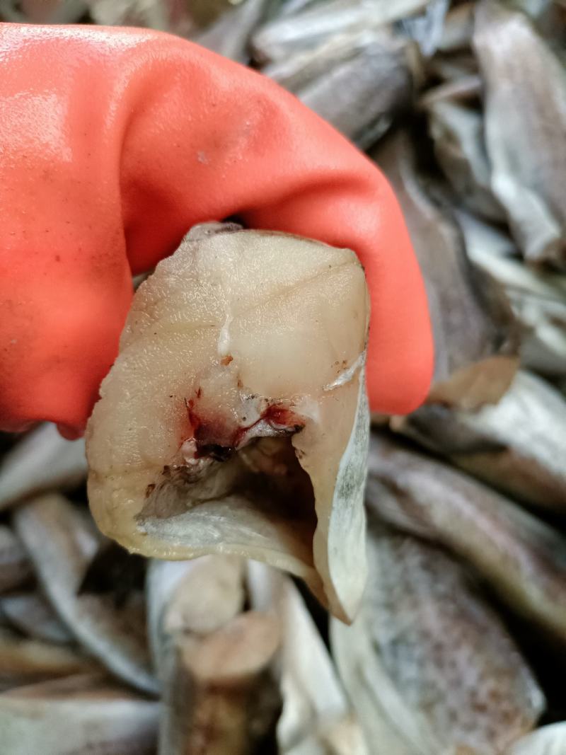 无头鱼狭鳕鱼鳕鱼明太鱼大量现货品质保证欢迎咨询