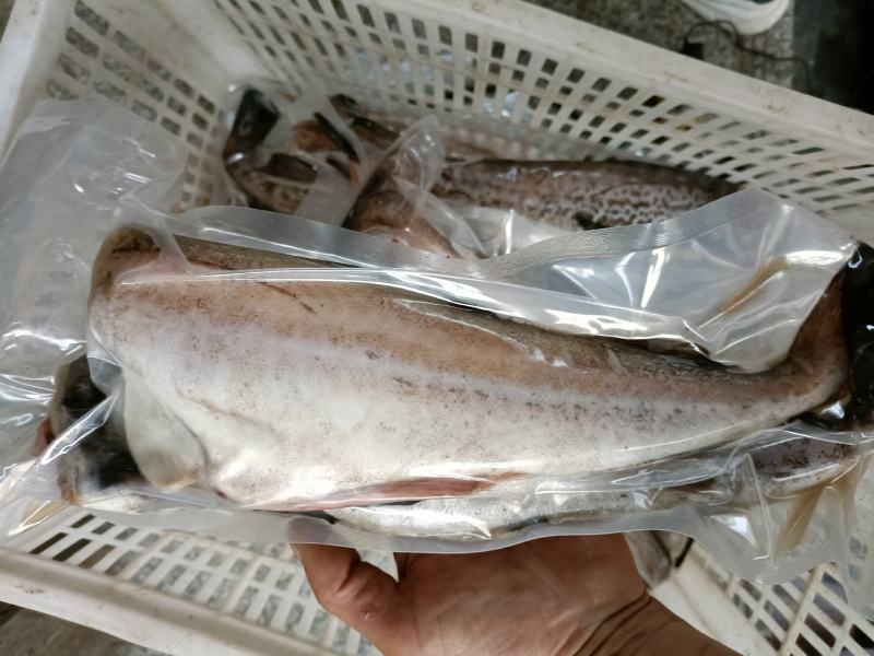 无头鱼狭鳕鱼鳕鱼明太鱼大量现货品质保证欢迎咨询