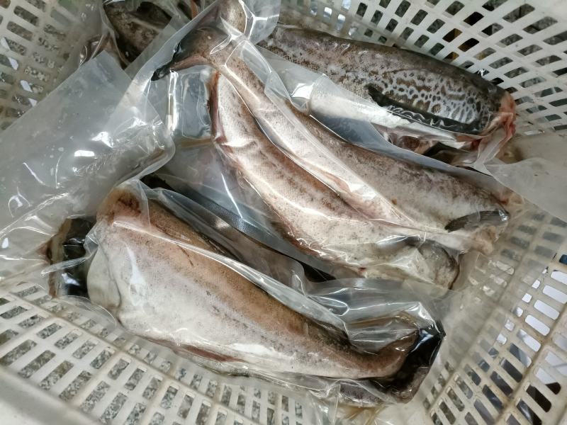 无头鱼狭鳕鱼鳕鱼明太鱼大量现货品质保证欢迎咨询