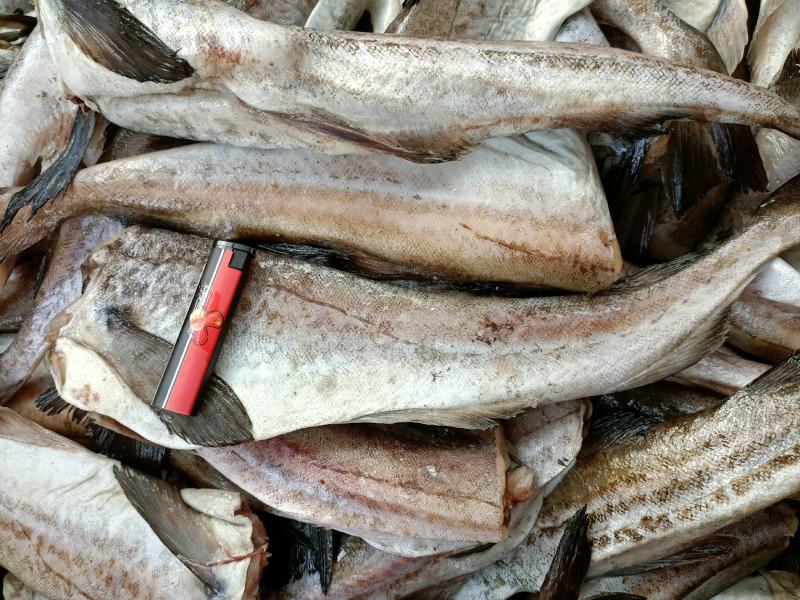 无头鱼狭鳕鱼鳕鱼明太鱼大量现货品质保证欢迎咨询