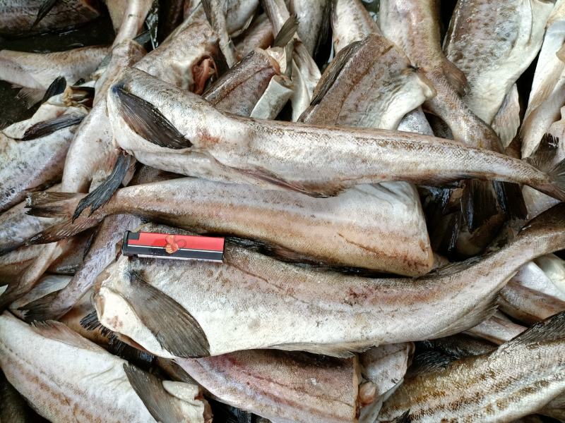 无头鱼狭鳕鱼鳕鱼明太鱼大量现货品质保证欢迎咨询