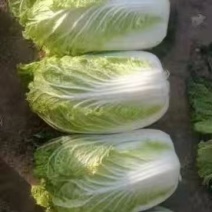 黄心大白菜
