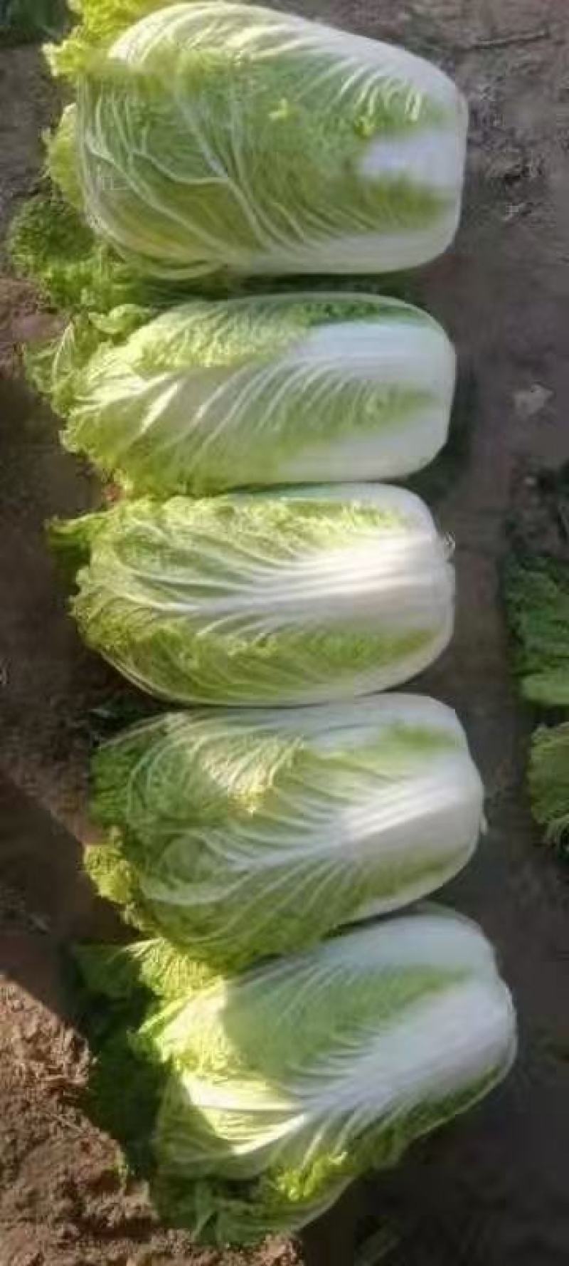 黄心大白菜