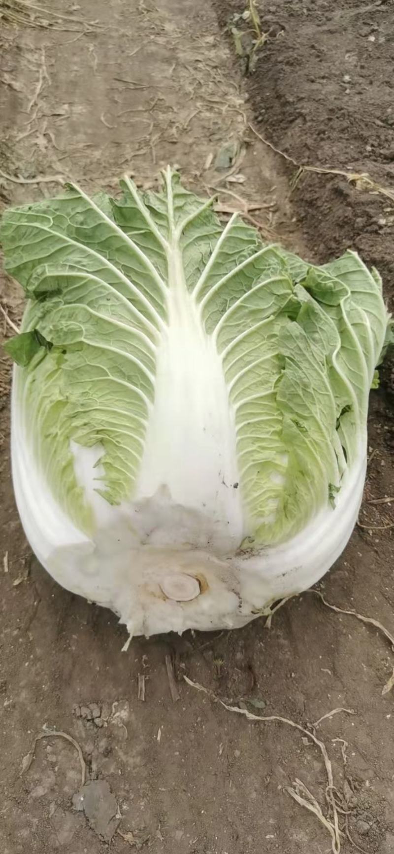 黄心大白菜