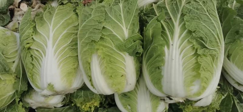 黄心大白菜