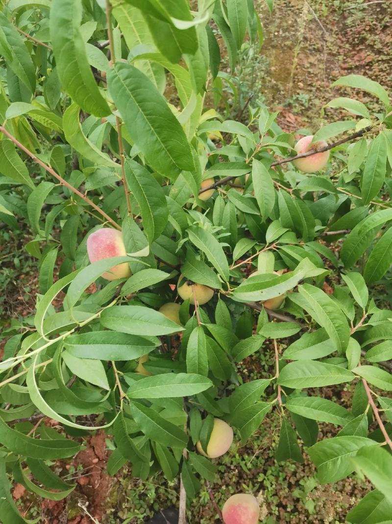 果树苗，明日见一万颗左右，桃树，爱媛各几千颗，急售急售