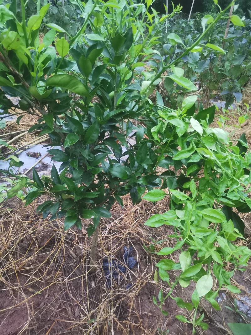 果树苗，明日见一万颗左右，桃树，爱媛各几千颗，急售急售