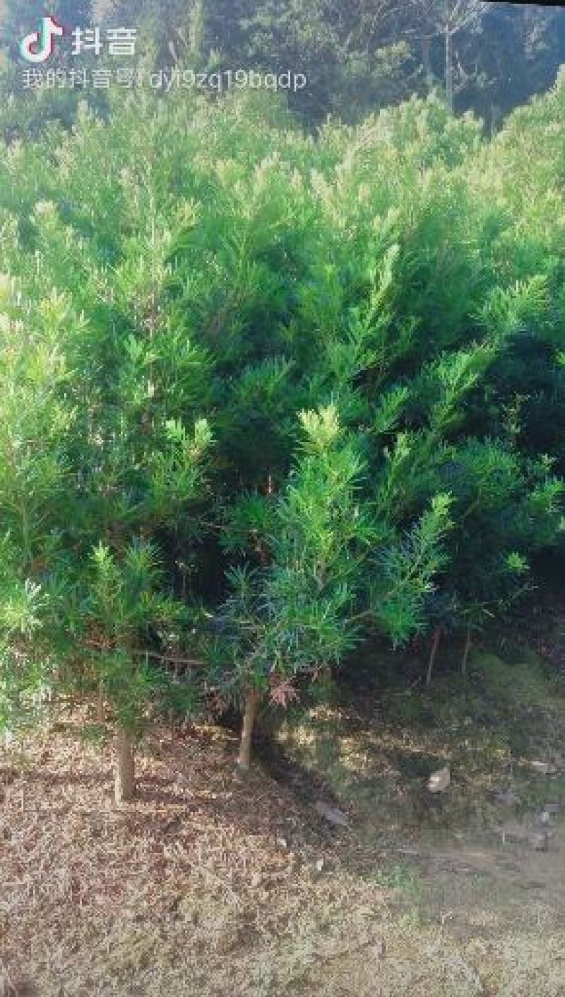 罗汉松热销5公分绿化工程造型精品罗汉松中叶罗汉松