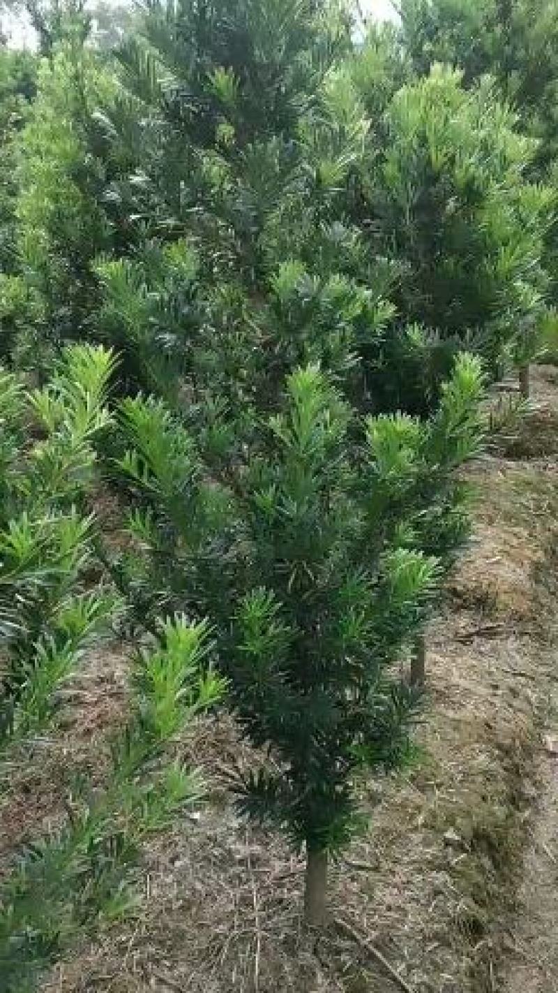罗汉松热销5公分绿化工程造型精品罗汉松中叶罗汉松