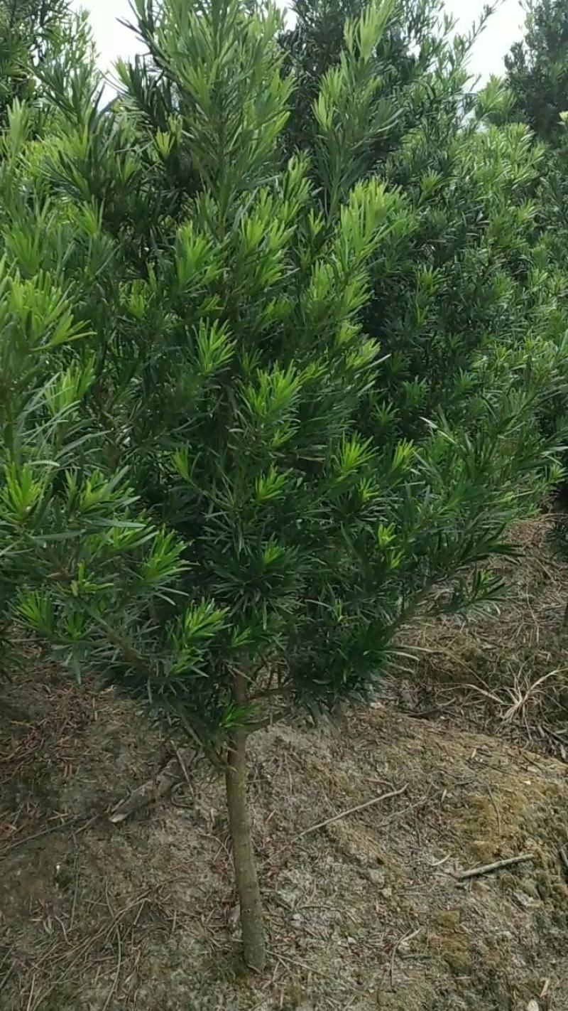 罗汉松热销5公分绿化工程造型精品罗汉松中叶罗汉松