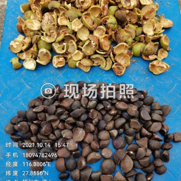 油茶鲜果