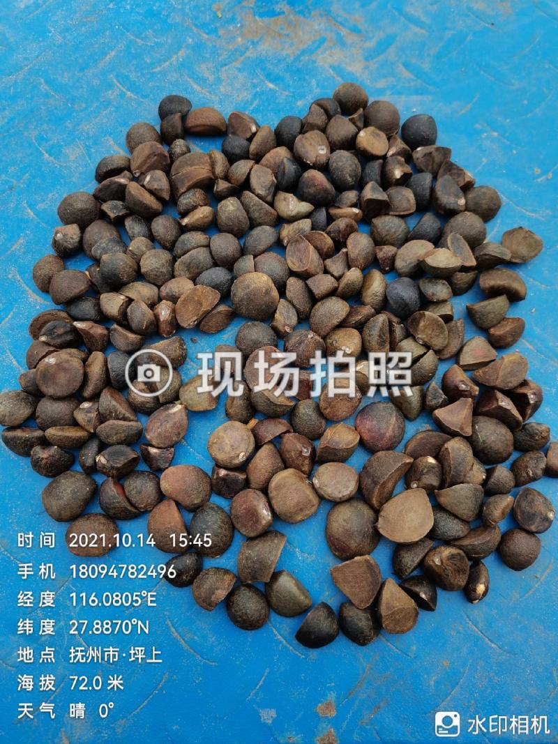 油茶鲜果