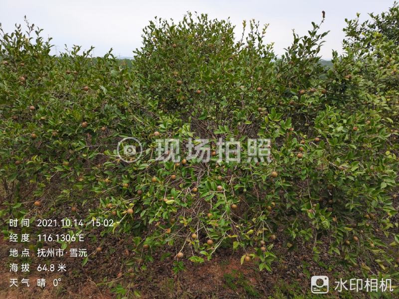 油茶鲜果