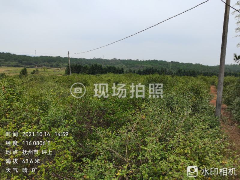 油茶鲜果