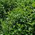 江南桤木苗、水冬瓜苗、桤木苗，地径1公分的桤木苗