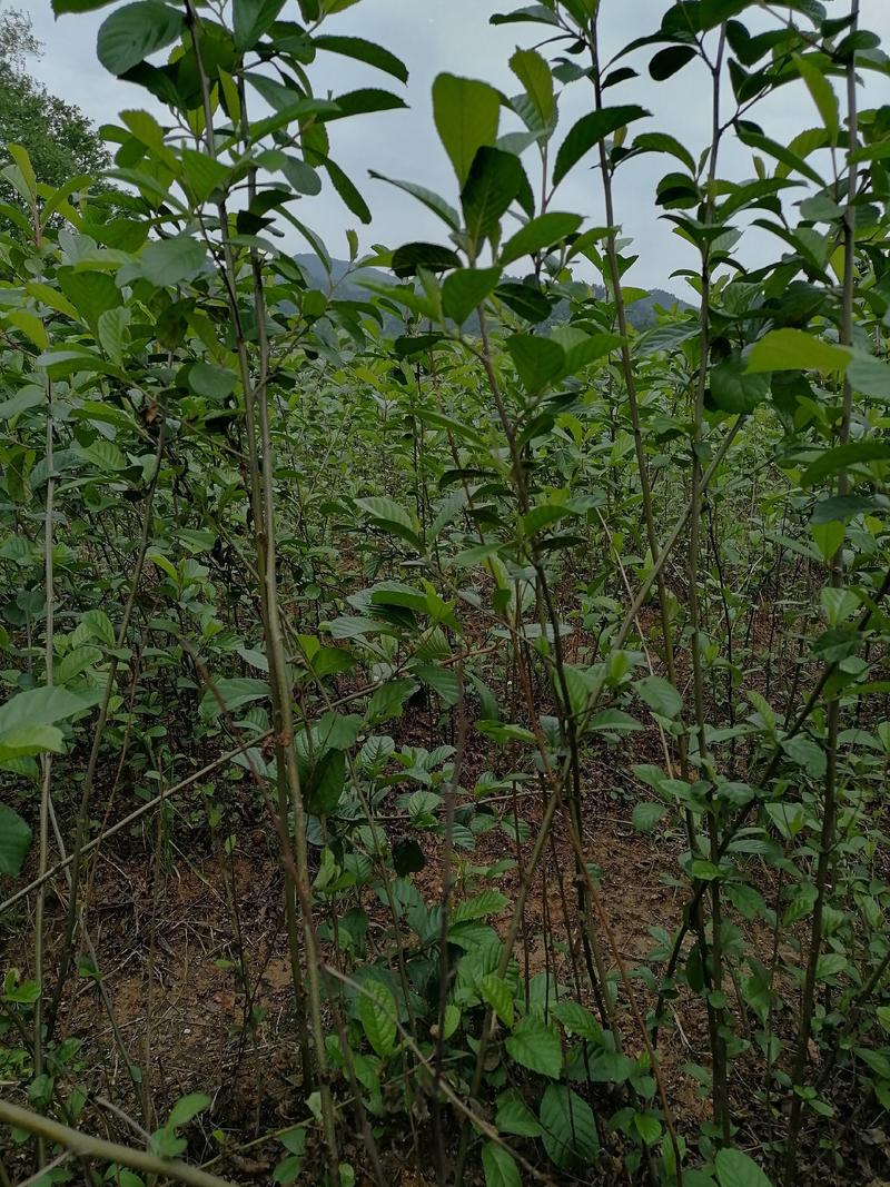 江南桤木苗、水冬瓜苗、桤木苗，地径1公分的桤木苗
