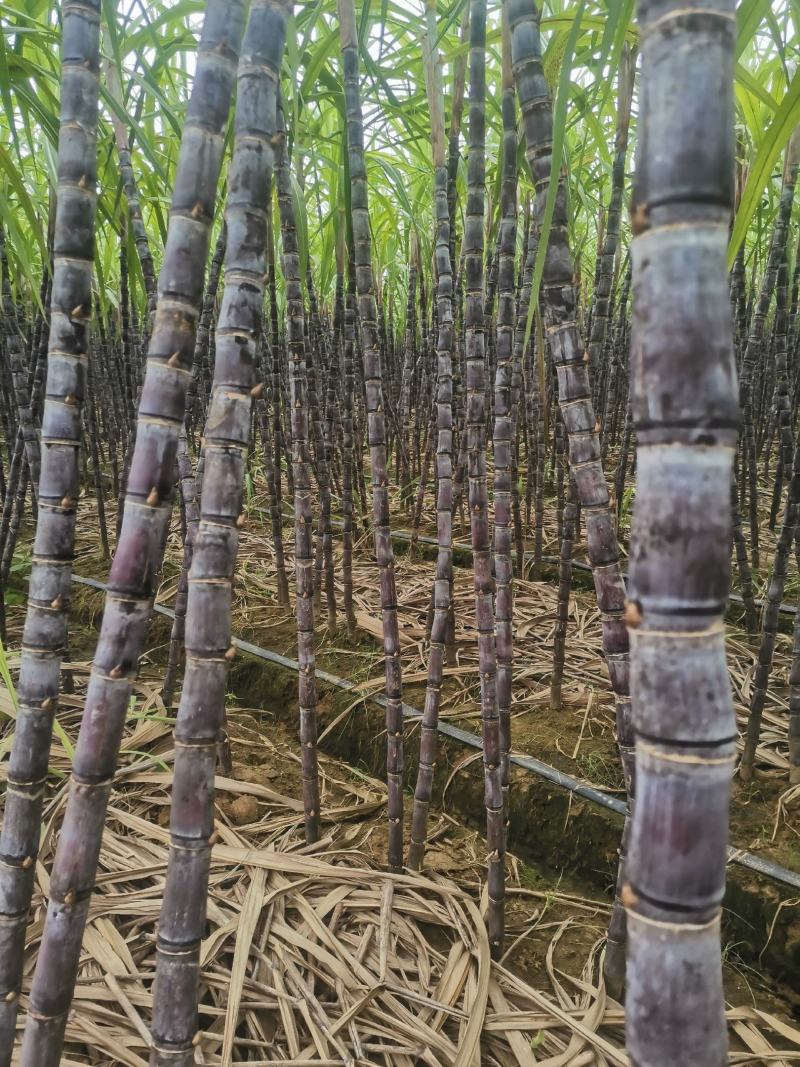 甘蔗，产地直销，无代办费和其它费用