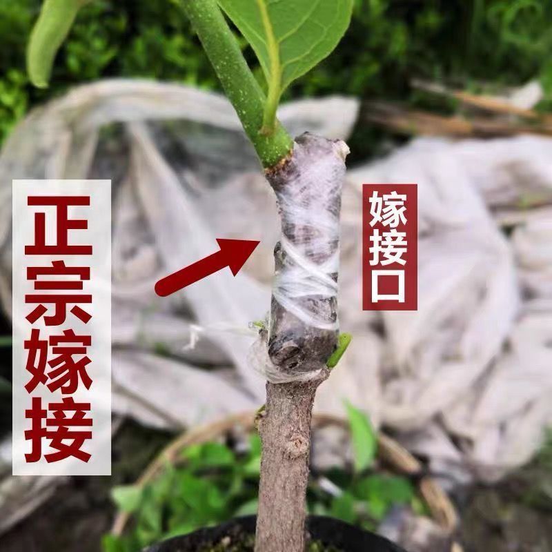 四季释迦果树苗台湾番荔枝苗番鬼荔枝嫁接结果南方种