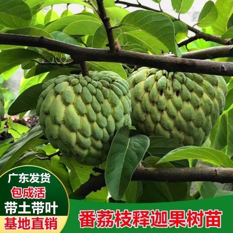 四季释迦果树苗台湾番荔枝苗番鬼荔枝嫁接结果南方种