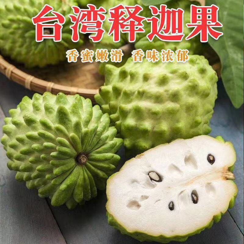 四季释迦果树苗台湾番荔枝苗番鬼荔枝嫁接结果南方种