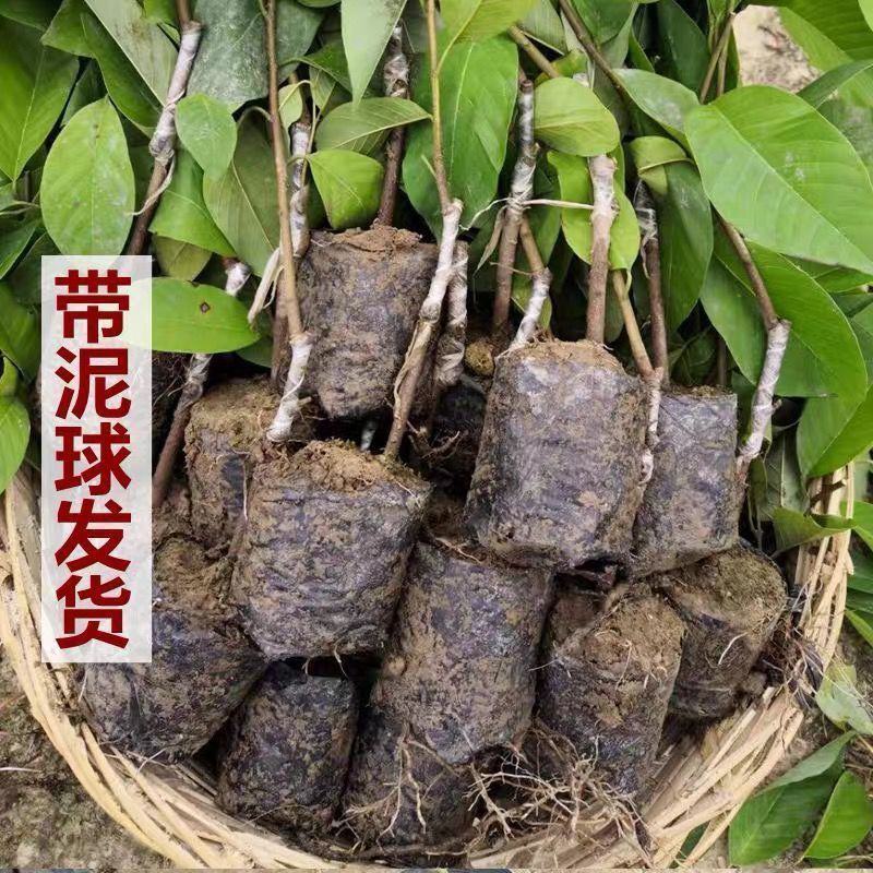 四季释迦果树苗台湾番荔枝苗番鬼荔枝嫁接结果南方种